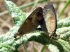 Pyronia tithonus