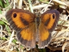 Pyronia tithonus