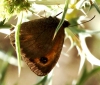 Pyronia tithonus