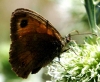 Pyronia tithonus