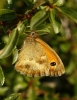 Pyronia tithonus