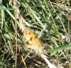 Pyronia tithonus