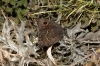 Satyrus actaea