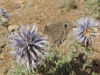 Satyrus actaea