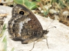 Satyrus actaea