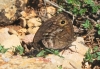 Satyrus actaea