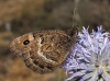 Satyrus actaea