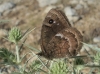 Satyrus actaea