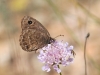 Satyrus actaea