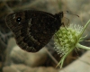 Satyrus actaea