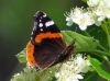 Vanessa atalanta