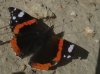 Vanessa atalanta