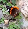 Vanessa atalanta