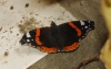 Vanessa atalanta