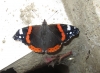 Vanessa atalanta