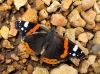 Vanessa atalanta