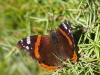 Vanessa atalanta