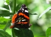 Vanessa atalanta