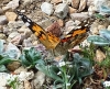 Vanessa cardui