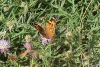 Vanessa cardui