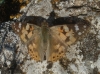 Vanessa cardui