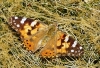 Vanessa cardui