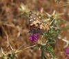 Vanessa cardui