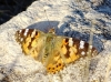 Vanessa cardui