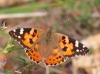 Vanessa cardui