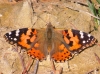 Vanessa cardui