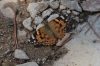 Vanessa cardui