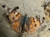 Vanessa cardui