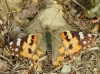 Vanessa cardui