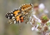 Vanessa cardui