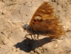 Vanessa cardui