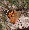 Vanessa cardui