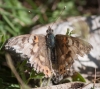 Vanessa cardui