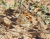 Vanessa cardui