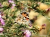 Vanessa cardui