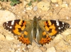 Vanessa cardui