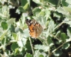 Vanessa cardui