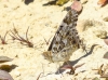 Vanessa cardui