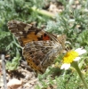 Vanessa cardui