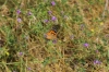 Vanessa cardui