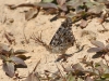 Vanessa cardui