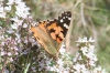 Vanessa cardui