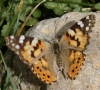 Vanessa cardui