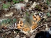 Vanessa cardui