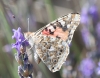 Vanessa cardui