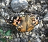 Vanessa cardui